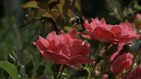 Slowmotion - Bumble Bee Collects Nectar  Stock Footage 98791731
