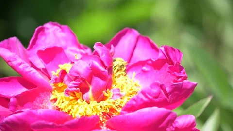 Slowmotion - Bumble bee flying around beautiful purple flowers Stock Footage