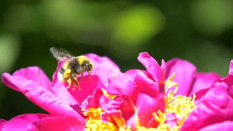 Slowmotion - Bumble bee flying around beautiful purple flowers Video stock 133167419