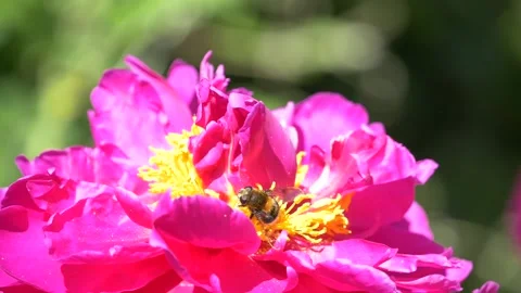 Slowmotion - Bumble bee flying around beautiful purple flowers Video stock 133167424