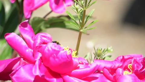 Slowmotion - Bumble bee flying around beautiful purple flowers Video stock 133167431