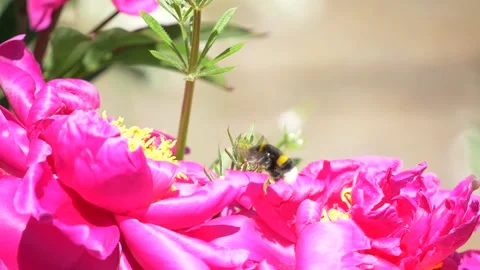 Slowmotion - Bumble bee flying around beautiful purple flowers Video stock 133167453