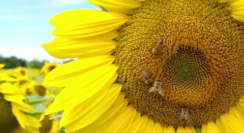 Slowmotion - Bumble Bee Flying Around Beautiful SunFlowers Stock Footage 135564321
