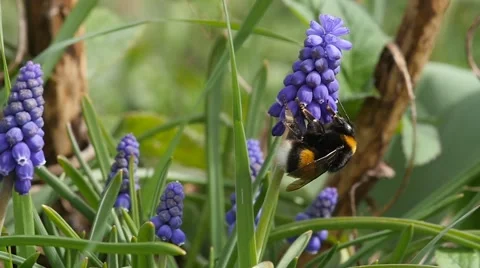 Slowmotion of a Bumblebee Queen feeding nectar in springtime Stock-Footage 49701744