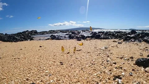 Slowmotion butterflies at beach Video stock 167868109