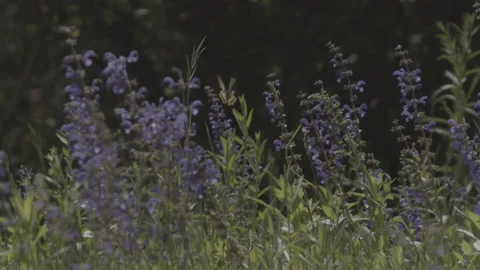Slowmotion of a Butterfly in the spring Video stock 131109775