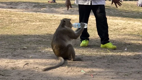 Slowmotion of Cambodian macaque drinking from bottle of water like a human.-Dan Stock Footage 119056510