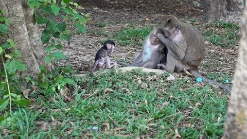 Slowmotion of Cambodian macaque looking the camera in Angkor Wat, Siem Reap-Dan Stock Footage 119056552