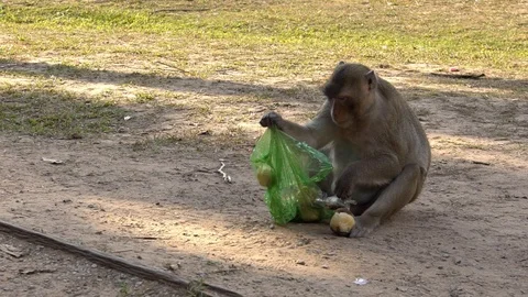 Slowmotion of a Cambodian macaque that takes fruit from a plastic bag.-Dan Stock Footage 119056479
