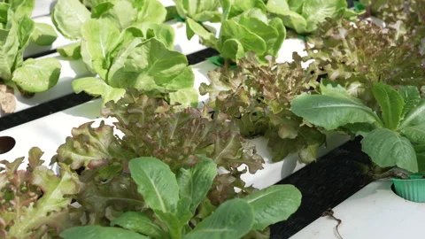 Slowmotion camera pans over fresh variety lettuce hydroponic system Thailand Stock Footage 323907936