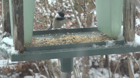 Slowmotion - Chickadee Vídeo Stock 22517507