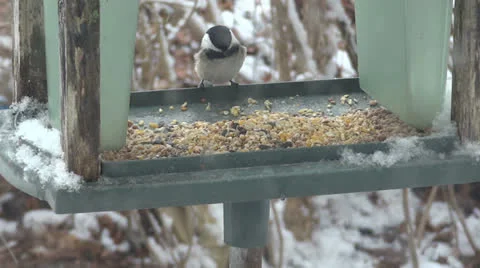 Slowmotion - Chickadee Vídeo Stock 22517993