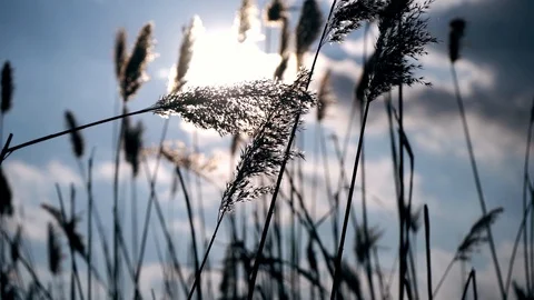 Slowmotion. Close-up. The bright morning sunlight goes through withered dry brow Stock Footage 104872399
