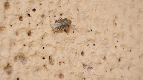Slowmotion close up of a brown shield bug walking slowly along a textured Stock Footage 118831931