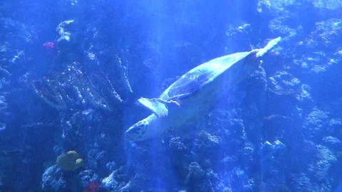 Slowmotion. Close to the camera floats a large turtle Stock Footage 73276076