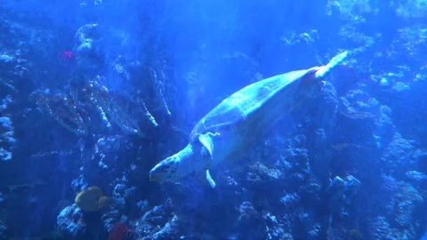 Slowmotion. Close to the camera floats a large turtle Stock Footage 73986501
