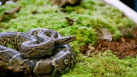 Coiled Up Snake Stock Videos – Royalty-Free HD & 4K Videos | Page 2