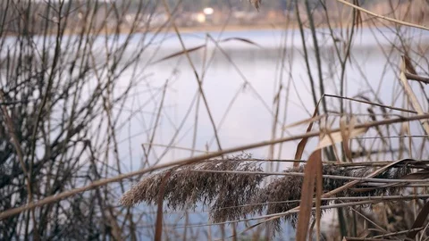 Slowmotion. Close-up. Withered dry brown reeds by the river in spring Stock Footage 104872368
