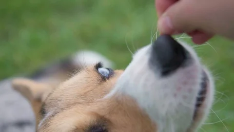 Slowmotion, Closeup, Corgi dog staring at a treat feed by a hand, 100pfs FULLHD Video stock 126282965