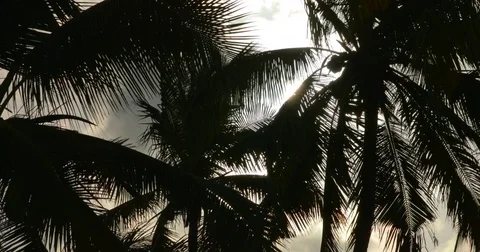 Slowmotion of coconut trees on a breezy day at Zanzibar islands. Africa Stock Footage 81571149