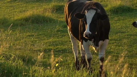 Slowmotion Cow on Hillside Stock Footage 89548898
