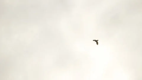 Slowmotion of crow flying across cloudy sky in Fukuoka with soft daylight Stock Footage 321081110