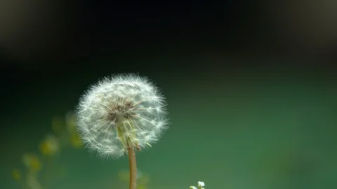 Slowmotion - Dandelion fluff blown by the wind Stock Footage 88966473