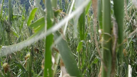 Slowmotion dolly shot of a destroyed corn field by hail due to global warming. Video stock 158680828