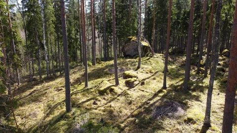 Slowmotion Drone Aerial 4K Ascend inside a Forest in Finland Stock Footage