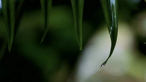 Slowmotion Drop Falling From Leaf in Rainforest Stock Footage 135543941