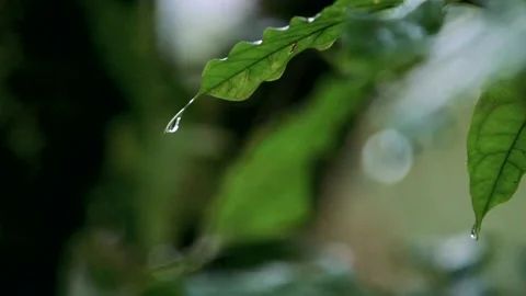 Slowmotion Drop Falling From Leaf in Rainforest Stock Footage 135544359