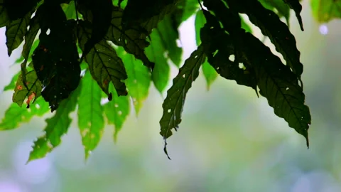 Slowmotion Droplet Falling From Leaf in Rainforest Stock Footage 135543933