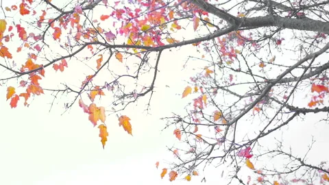 Slowmotion dropping red and orange autumn leaves with a super white background Stock Footage 211453432