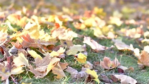 Slowmotion fallen leaves top down frost weather Stock-Footage 255659928