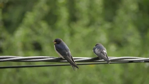 Slowmotion Feeding Of Two Barn Swallows In turn Stock Footage 69741101