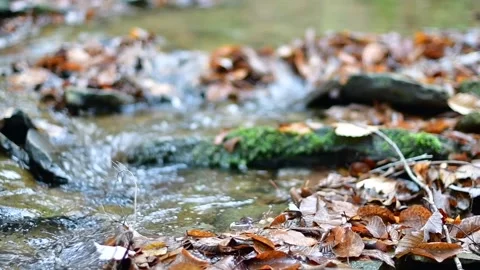 Slowmotion flowing stream looking up the stream Stock Footage 255292977