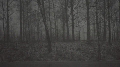 Slowmotion glideshot from the trees snow falling 500fps Stock Footage 75469164