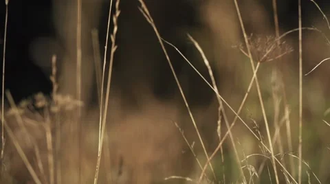 Slowmotion Golden Grass 動画素材 46467618