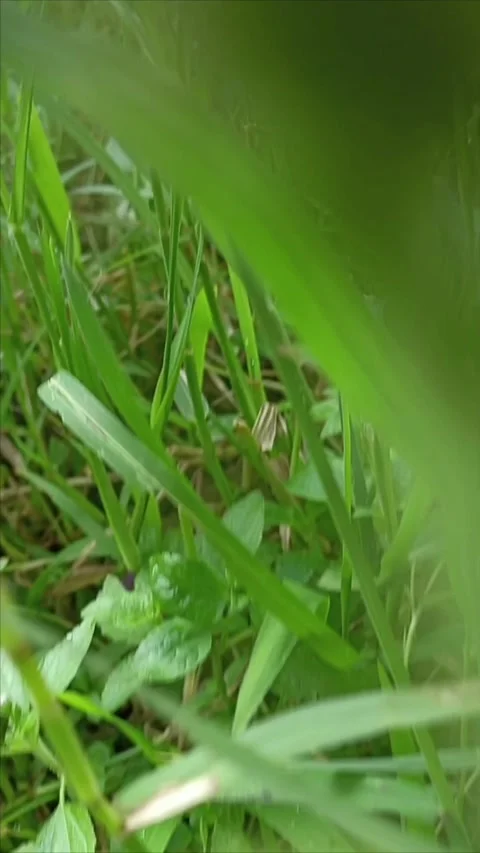 Slowmotion of grass Stock Footage 293263694