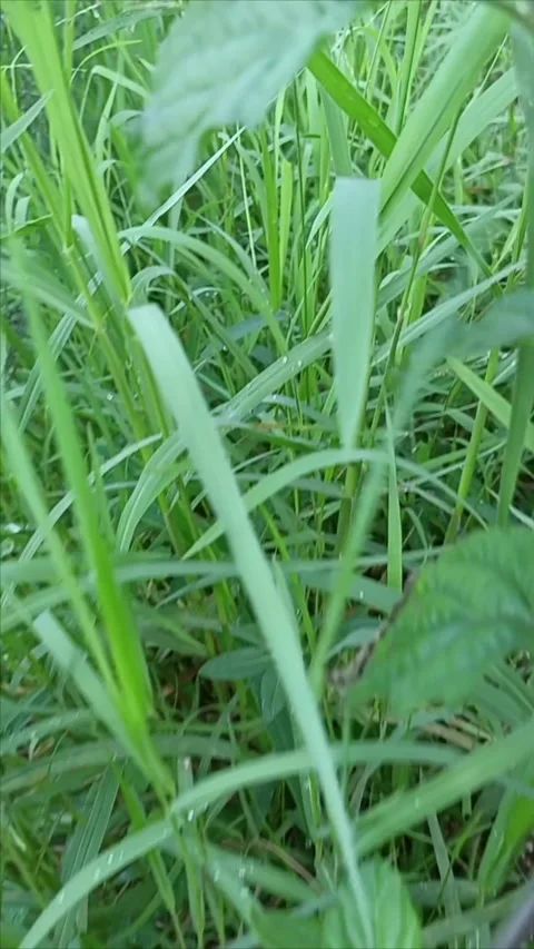 Slowmotion of grass Stock Footage 293263812