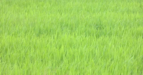 SlowMotion - Grass in the meadow swaying in the wind Rice field Stock Footage 165472376