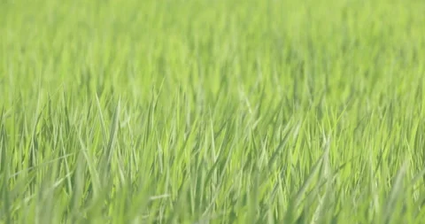 SlowMotion - Grass in the meadow swaying in the wind Rice field Close-up Stock Footage 165519857