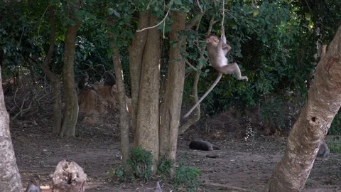 Slowmotion group of Cambodian macaques watching one of them swing on branch-Dan Stock Footage 119056516