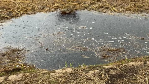 Slowmotion handheld pan shot of raindrops falling into a puddle on the ground Stock Footage 340636587