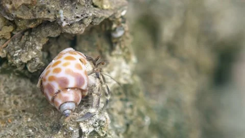 Slowmotion of hermit crab carry shell on volcanic rock of tropical beach.-Dan Stock Footage 137491377