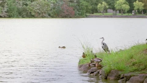 Slowmotion of heron observing water surface in lush green park Japan Stock Footage 321758832