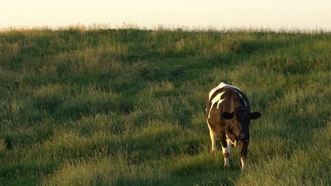 Slowmotion Hillside Cow Stock Footage 89548894