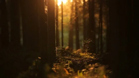 Slowmotion insects swarming in mysterious forest in the sun Stock Footage 80355519