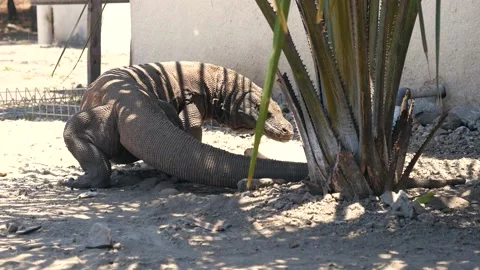 Slowmotion Komodo Dragon By Building Stock Footage 133336726