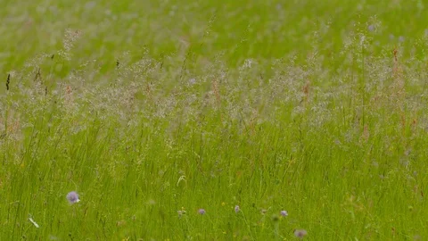 Slowmotion of long grass mowing on wind at meadow in summer Stock Footage 125307652
